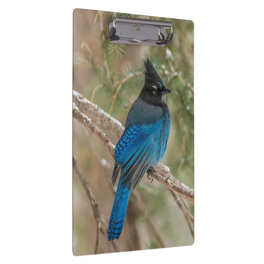 Steller-Jay-Vogel im Baum Klemmbrett (Rechts)