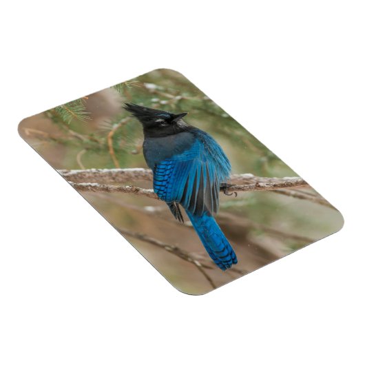 Steller-Jay-Vogel im Baum Magnet (Rechte Seite)
