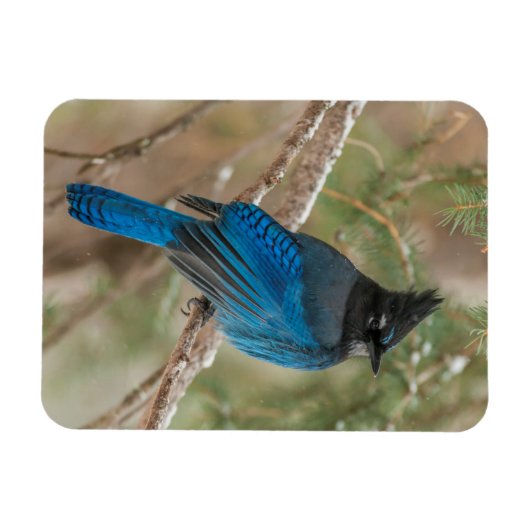 Steller-Jay-Vogel im Baum Magnet (Horizontal)