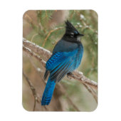 Steller-Jay-Vogel im Baum Magnet (Vertikal)