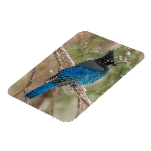 Steller-Jay-Vogel im Baum Magnet (Linke Seite)