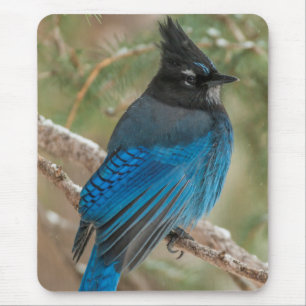 Steller-Jay-Vogel im Baum Mousepad