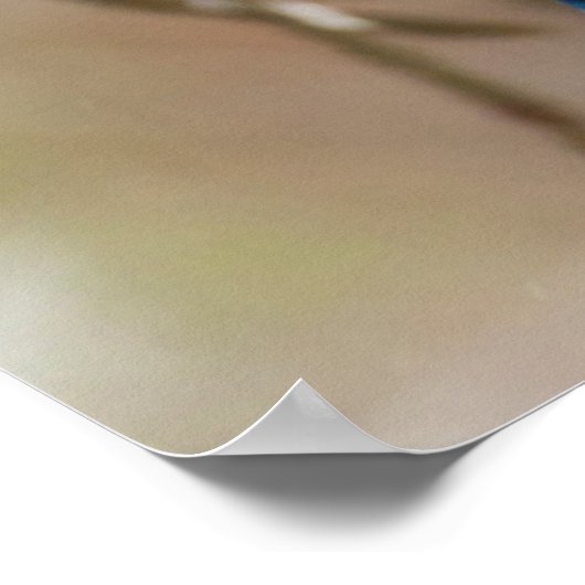 Steller-Jay-Vogel im Baum Poster (Ecke)