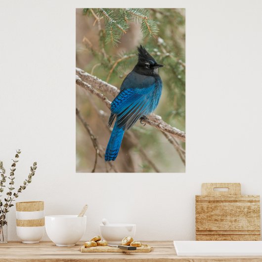 Steller-Jay-Vogel im Baum Poster (Küche)
