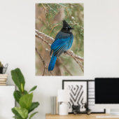 Steller-Jay-Vogel im Baum Poster (Heimbüro)
