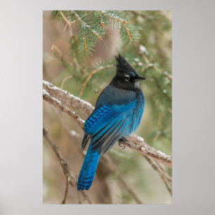 Steller-Jay-Vogel im Baum Poster