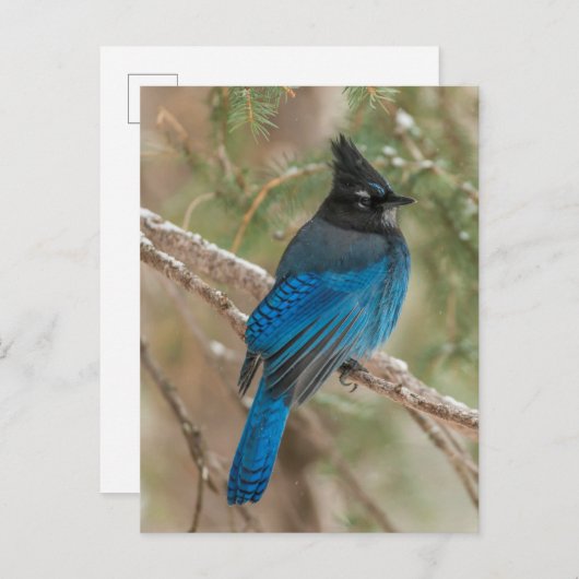 Steller-Jay-Vogel im Baum Postkarte (Vorne/Hinten)
