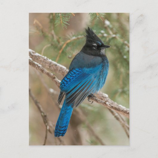 Steller-Jay-Vogel im Baum Postkarte (Vorderseite)