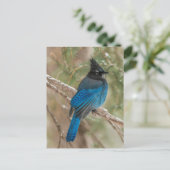 Steller-Jay-Vogel im Baum Postkarte (Stehend Vorderseite)
