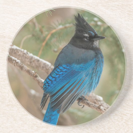 Steller-Jay-Vogel im Baum Sandstein Untersetzer (Vorne)