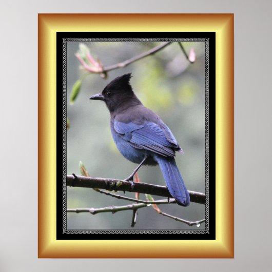 "Steller’s Jay" ~ Golden Frame Series 001 ~ Poster (Vorne)