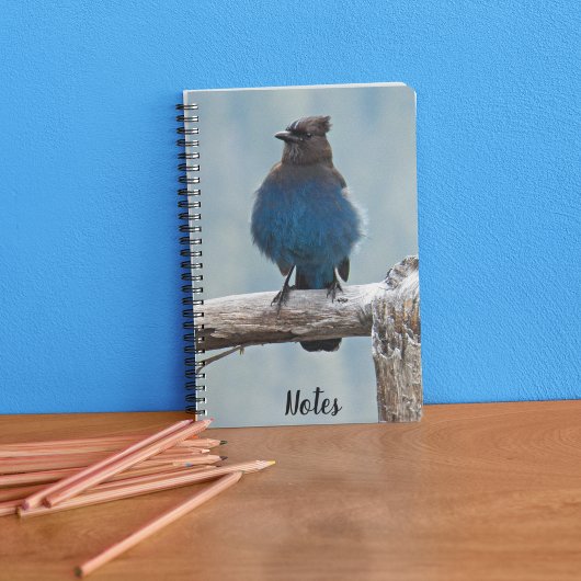 Steller’s Jay Natur Foto Notizblock