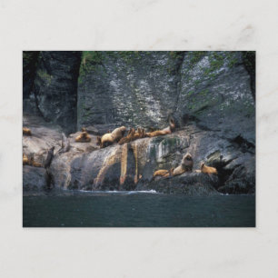 Steller Sea Lion Haulout auf den Aleutischen Insel Postkarte