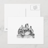 Steller Sea Lion Postkarte (Vorne/Hinten)