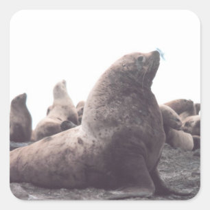 Steller Sea Lion Quadratischer Aufkleber
