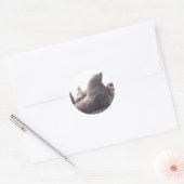 Steller Sea Lion Runder Aufkleber (Umschlag)