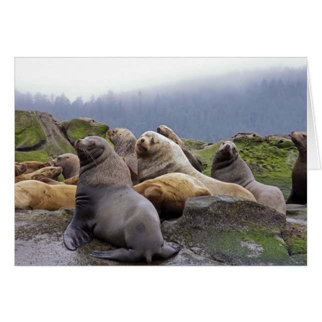 Steller Sea Lions (Vorderseite (Horizontal))