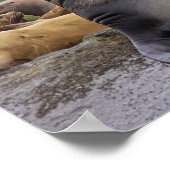 Steller Sea Lions - Kunstdrucke Poster (Ecke)