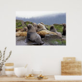 Steller Sea Lions - Kunstdrucke Poster (Küche)