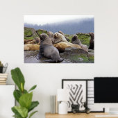 Steller Sea Lions - Kunstdrucke Poster (Heimbüro)