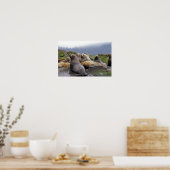 Steller Sea Lions - Kunstdrucke Poster (Küche)