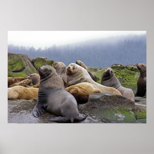 Steller Sea Lions - Kunstdrucke Poster (Vorne)