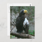 Stellers Eagle Postcard Postkarte (Vorne/Hinten)