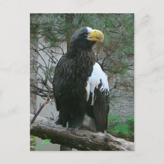 Stellers Eagle Postcard Postkarte (Vorderseite)
