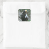 Stellers Eagle Sticker (Tasche)