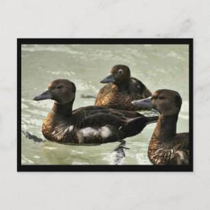 Steller's Eider Females Postkarte