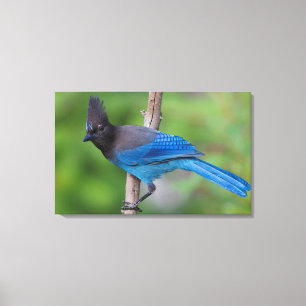 Stellers Jay 1 Leinwanddruck