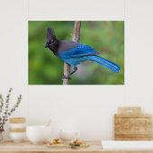 Stellers Jay 1 Poster (Küche)