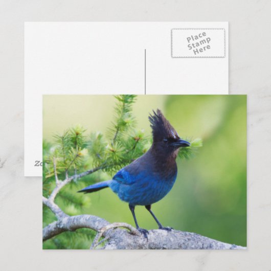 Stellers Jay 3 Postkarte (Vorne/Hinten)
