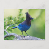 Stellers Jay 3 Postkarte (Vorderseite)