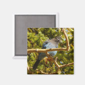 Steller's Jay at Rocky Mountain National Park Magnet (Vorderseite/Rückseite)