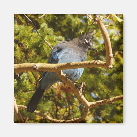 Steller's Jay at Rocky Mountain National Park Magnet (Vorne)