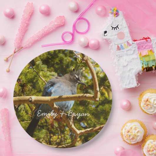 Steller's Jay at Rocky Mountain National Park Pappteller (Party)