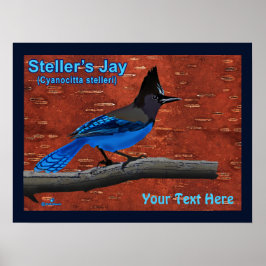 Steller's Jay auf dem Barkeplakat Poster