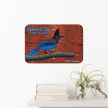 Steller's Jay auf der Barkrinde-Akrylprint