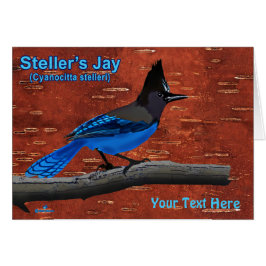 Stellers Jay auf der inneren Birkenhalde