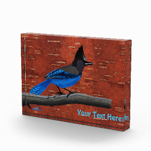 Stellers Jay auf der inneren Birkenhalde Fotoblock