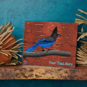 Stellers Jay auf der inneren Birkenhalde Fotoplatte (Seite)