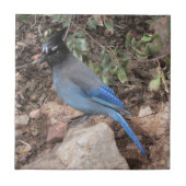 Stellers Jay Fliese (Vorderseite)