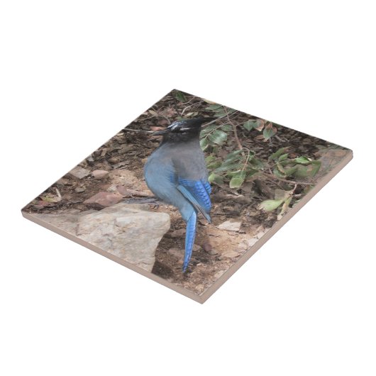 Stellers Jay Fliese (Seite)