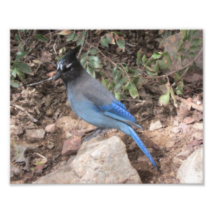 Stellers Jay Fotodruck