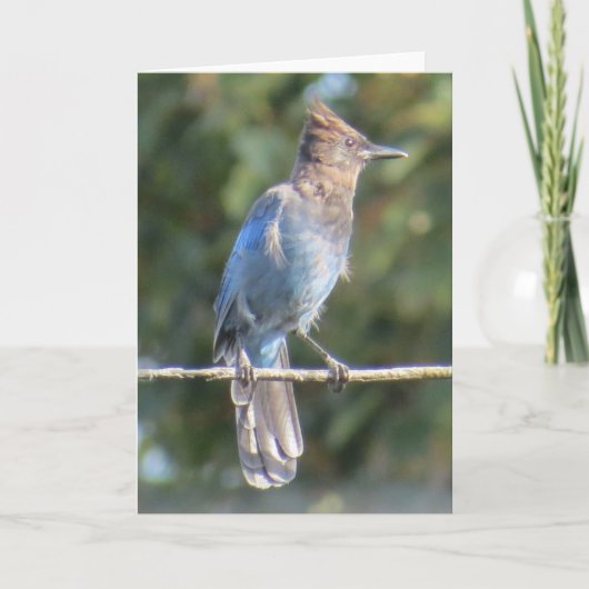 Stellers Jay-Grußkarte Karte (Vorderseite)
