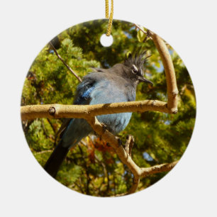 Steller's Jay im Rocky Mountain National Park Keramik Ornament
