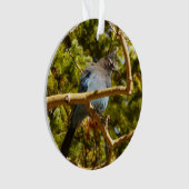 Steller's Jay im Rocky Mountain National Park Ornament (Vorderseite)