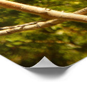 Steller's Jay im Rocky Mountain National Park Poster (Ecke)