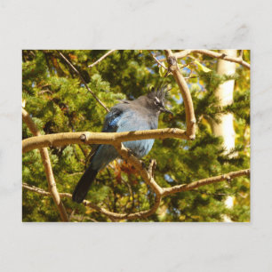 Steller's Jay im Rocky Mountain National Park Postkarte